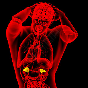 3d为肾上腺素的医学插图雄激素髓质器官诊断透明带解剖学医疗内分泌荷尔蒙球藻图片