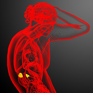 3d为肾上腺素的医学插图内分泌透明带髓质雄激素诊断器官解剖学荷尔蒙球藻医疗图片