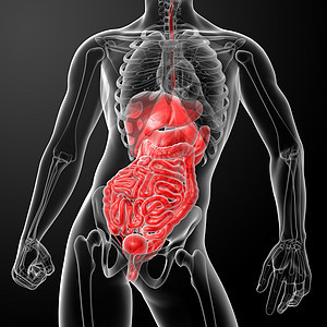 3d 成为人类消化系统身体胰腺腹部解剖学医疗药品器官胆囊科学膀胱图片
