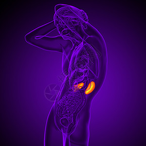 3d为人体肾脏的医学说明腹部科学器官尿道输尿管蓝色身体解剖学尿液膀胱图片