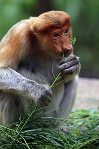 长骨猴后宫团体情调荒野幼虫哺乳动物猴子野生动物濒危雨林图片