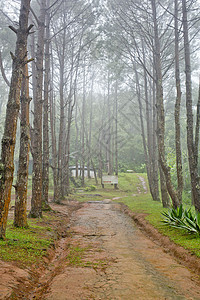 森林在迷雾中的枯萎和细叶树间图片