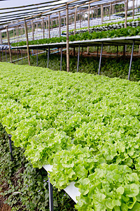 有机水栽培植物种植场农田收成蔬菜农场温室幼苗食物生长种植园水培图片