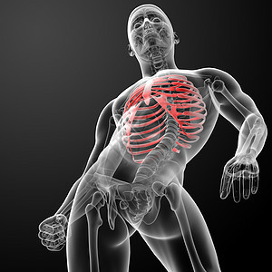 3d 表示肋骨笼的插图技术疾病男性软骨空腔器官椎骨边缘骨骼肩胛骨图片