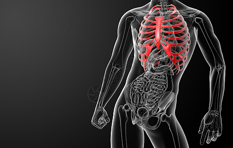 3d 表示肋骨笼的插图药品脊柱男人医院放射科肩膀身体边缘肱骨骨骼图片