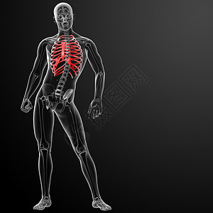 3d 表示肋骨笼的插图放射科肩胛骨肱骨胸部骨骼医生脊柱医院生物学胸椎图片