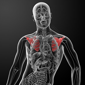 3d 表示插图肱骨保健成人解剖学考试生物学技术脖子放射科药品图片