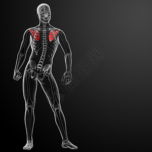 3d 表示插图肩胛骨身体技术医生课程科学骨骼男人疼痛蓝色图片