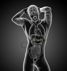 3d为人类肾上腺素的医学说明束状解剖学髓质实质荷尔蒙内分泌器官雄激素皮层图片