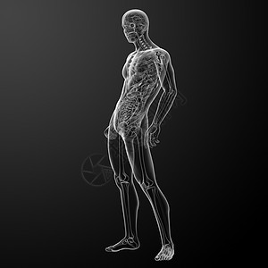 3d 使人体解剖x光胸部肋骨身体骨干生物解剖学插图躯干脊柱图片