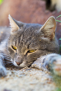 休息猫外套宠物毛皮晶须动物前景灰色黄眼睛小猫羊毛图片