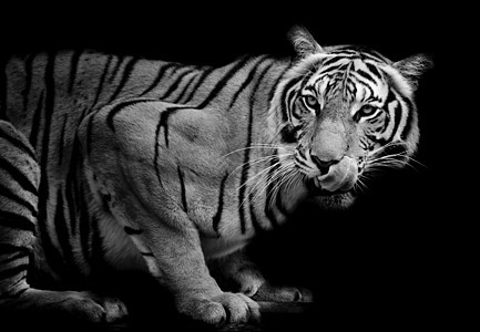 老虎捕食者丛林猫科猎人动物豹属危险毛皮野猫野生动物图片