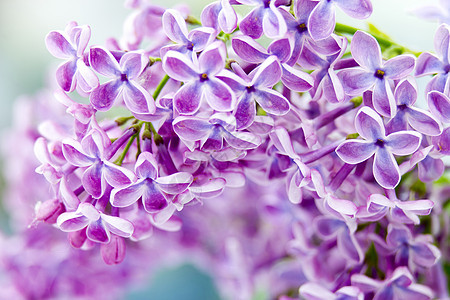 花朵的开花香水花园芳香宏观养生庆典紫色植物群礼物情怀图片