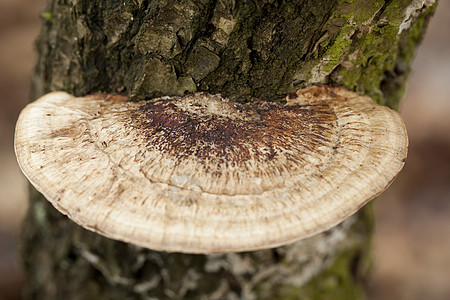 大代奥普西语植物森林棕色树干苔藓支架木耳图片