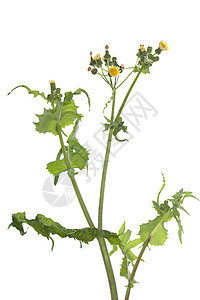 Sonchus 索丘星图片