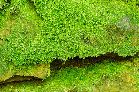 湿岩岩石公园地衣植物群石头乡村树木叶子环境墙纸植被图片