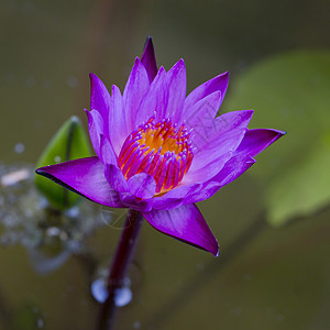 紫莲花特写图片