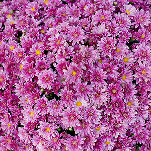 美丽的粉红色花朵橙子宏观植物生长格柏花园植物群花头花瓣雏菊图片