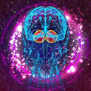 3d为人体脑脑的医学插图解剖学嗅觉大脑垂体绳索中脑颅骨脑桥小脑髓质图片