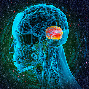 3d为人体脑脑的医学插图脑桥大脑髓质颅骨嗅觉绳索解剖学中脑小脑垂体图片