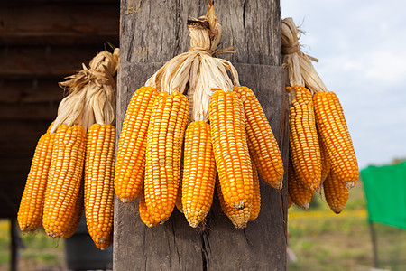 木棍上含熟玉米的谷物农场食物面包场地太阳农民产品耳朵橙子粮食图片