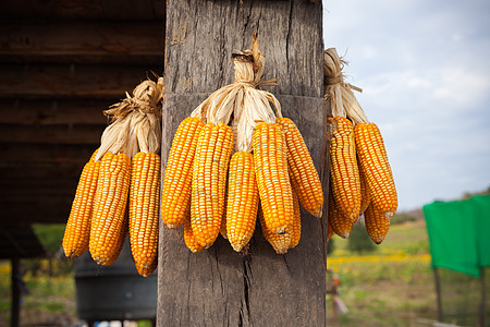 木棍上含熟玉米的谷物耳朵生长食物农民面包植物树叶部门产品橙子图片