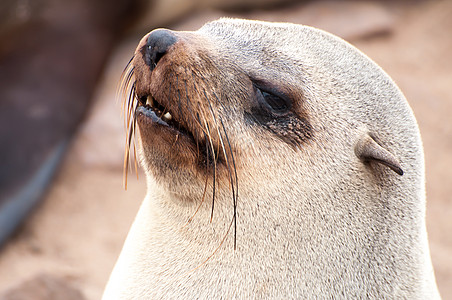 角风海豹十字毛皮斗篷海狗殖民地棕色海洋保护图片