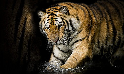 孟加拉虎危险老虎晶须食肉丛林野生动物荒野捕食者囚禁哺乳动物图片