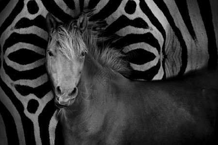 马黑色家畜眼睛棕色赛马动物鬃毛良种背景哺乳动物图片