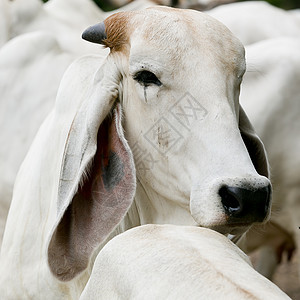 泰国野外的牛群长耳朵繁殖着泰国动物牧场天空蓝色草地天际风景农业植物群奶牛图片