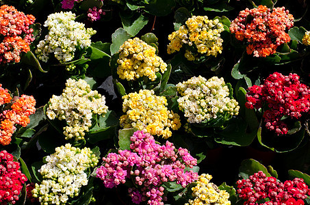 鲜花树叶黄色绿色叶子花瓣橙子粉色花园植物群红色图片