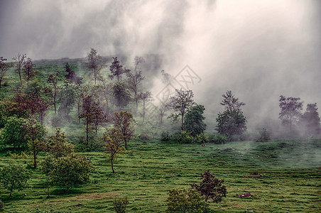 雾阴霾树木薄雾绿色草地农村风景图片