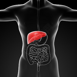 人类消化系统肝脏红色科学生物学癌症胆囊身体胰腺痛苦冒号腹痛医疗图片