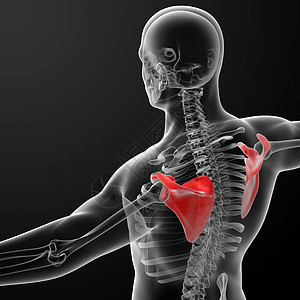 3d 表示插图成人绘画科学解剖学保健肩膀骨骼课程肋骨技术背景图片