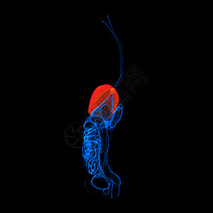 人类消化系统肝脏红色解剖学癌症药品身体膀胱胆囊肝硬化生物学器官胰腺图片