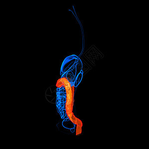 人类消化系统 大肠红色大肠生物学身体膀胱器官疼痛胰腺科学药品医疗胆囊图片