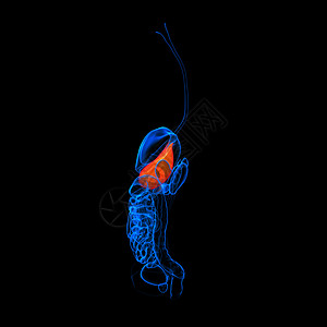 人类消化系统胃红色癌症痛苦肝硬化医疗疼痛器官药品冒号胆囊生物学图片