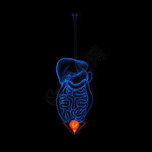 人类消化系统尿素红色彩色疼痛痛苦医疗胆囊癌症科学药品膀胱胰腺肝硬化图片