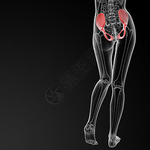 骨盆骨生物学密度大腿外科小腿图表成人女士考试医师图片