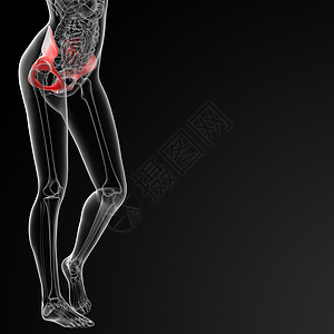 骨盆骨小腿密度女士图表成人治疗近端生物学女性身体图片