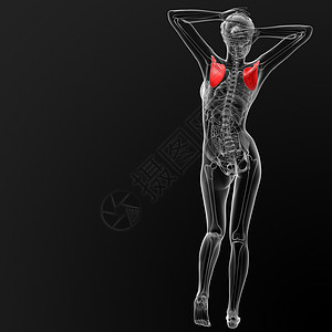 肩胛骨卫生疼痛解剖学药品保健骨骼身体骨科课程骨头图片