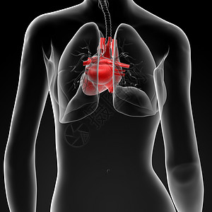 3d使女性解剖心脏手术解剖学医疗外科病人心脏病学图片