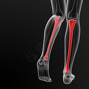 骨骨骼科学胫骨红色蓝色渲染x光插图医疗男性背景图片