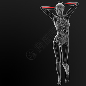 乌纳骨骨骼医疗红色渲染蓝色科学男性插图x光背景图片