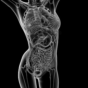女性解剖风湿病冒号生物学胸部科学插图身体骨头骨干髂骨图片