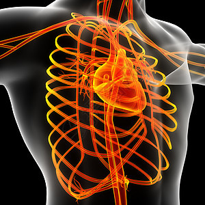 男性血管系统身体渲染科学解剖学医疗静脉插图蓝色动脉生物学背景图片