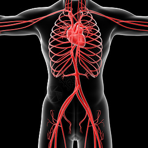 血管系统医疗身体蓝色男性动脉科学插图生物学静脉渲染背景图片