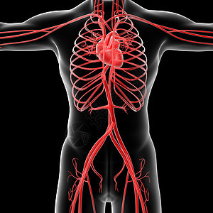 血管系统医疗身体蓝色男性动脉科学插图生物学静脉渲染背景图片