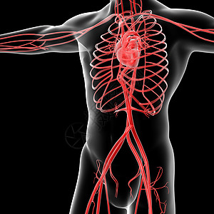 血管系统科学静脉生物学渲染身体插图医疗动脉蓝色男性背景图片