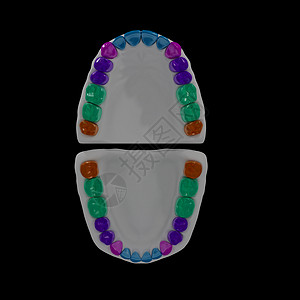 3d 永久牙齒图片